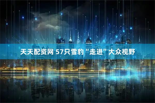 天天配资网 57只雪豹“走进”大众视野